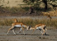 140 - YOUNG BLACK BUCKS SPARRING - GHOSH SOUMEN KUMAR - india